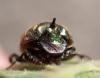 Onthophagus vacca